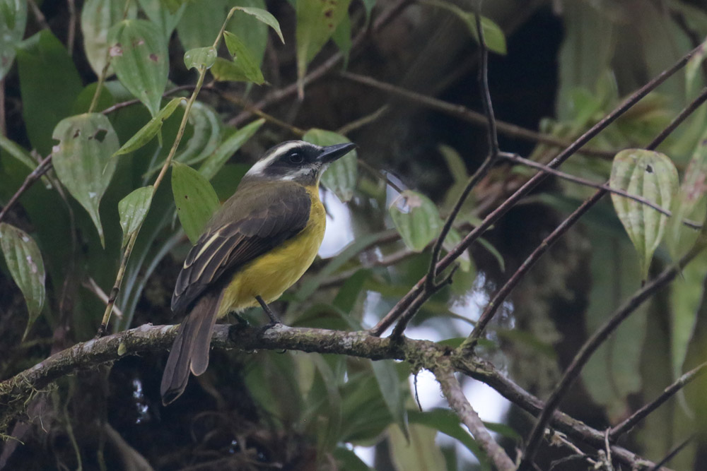 Golden-bellied Flycatcher